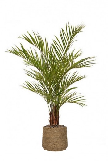 Areca Kunstpalm deluxe 150 cm