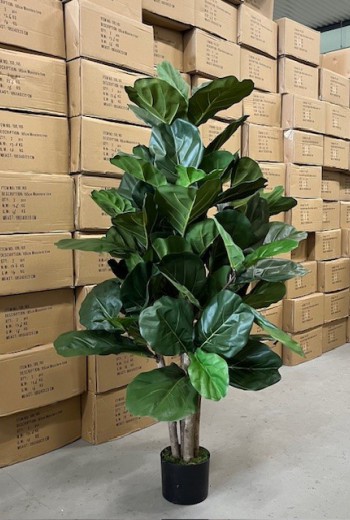 Ficus Lyrata 150cm promo