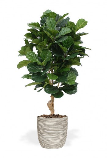 Kunst Ficus Lyrata de Luxe Kunst Ficus Lyrata de Luxe