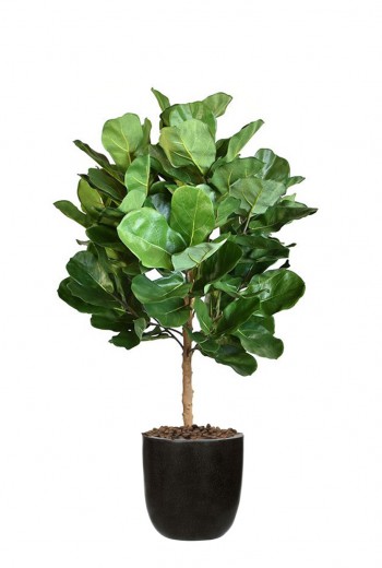 kunst Royal Lyrata bol de Luxe 105cm kunst Royal Lyrata bol de Luxe 105cm
