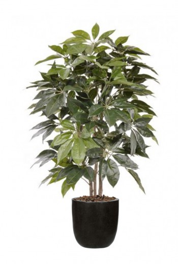 Schefflera Amate Kunstplant 150cm Schefflera Amate Kunstplant 150cm