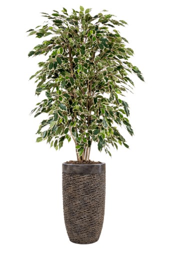 Kunstplant Ficus Exotica bont