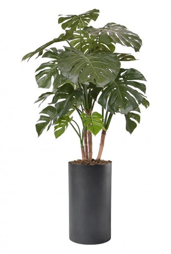 Monstera de luxe 140cm Monstera de luxe 140cm