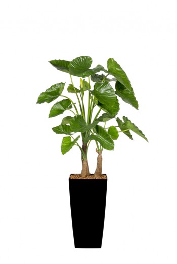 Kunst Alocasia Calidora Kunst Alocasia Calidora