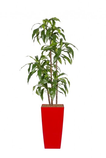 Kunstplant Dracaena Fragans Steud Kunstplant Dracaena Fragans Steud