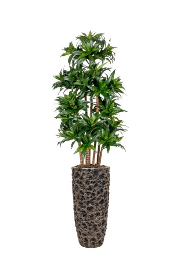 Kunstplant Dracaena Fragans Compacta Kunstplant Dracaena Fragans Compacta
