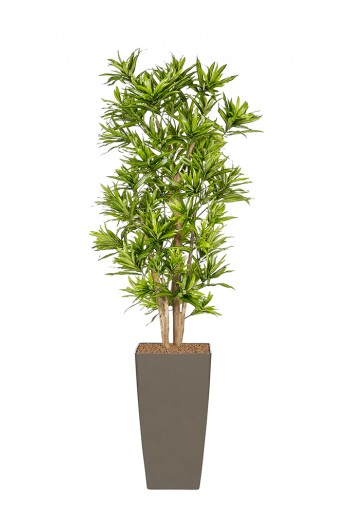 Kunstplant  Dracaena Reflexa Kunstplant  Dracaena Reflexa