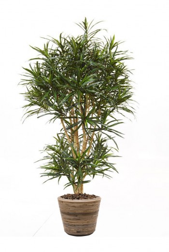 kunstplant Draceana Reflexa Anita 160 kunstplant Draceana Reflexa Anita 160