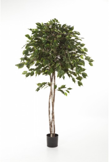 Kunstplant Ficus Exotica Umbrella