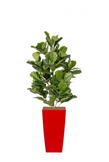 Kunstplant Ficus Lyrata Kunstplant Ficus Lyrata