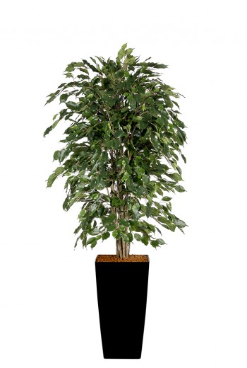 Kunstplant Ficus Exotica DeLuxe Kunstplant Ficus Exotica DeLuxe