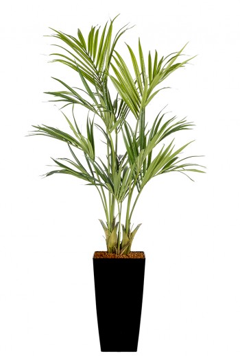 Kentia Palm Arrangement 210 cm hoog
