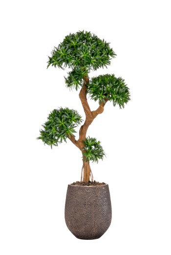 Kunstplant Podocarpus on grazy trunk