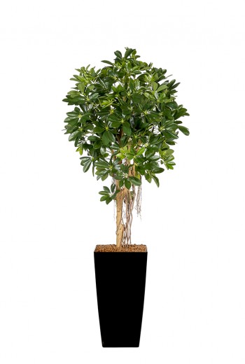 Kunst Schefflera Umbrella Kunst Schefflera Umbrella