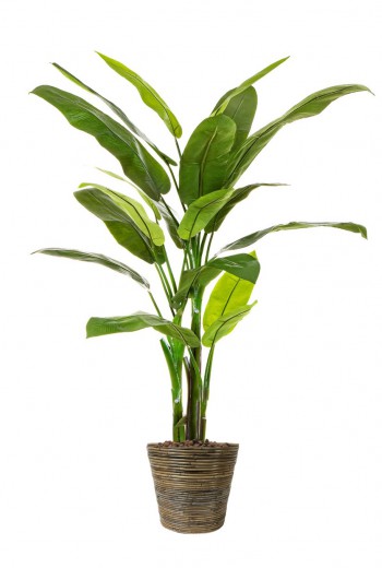Heliconia Heliconia