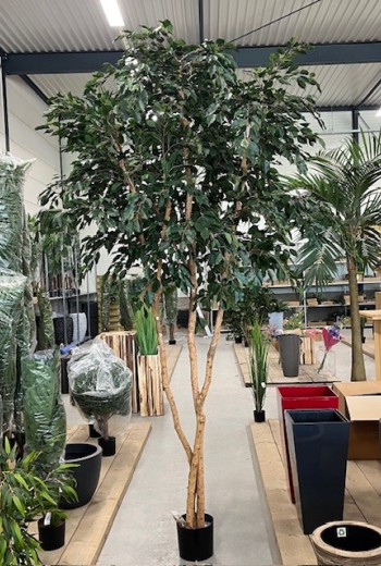 Laatste Ficus boom 330cm Laatste Ficus boom 330cm