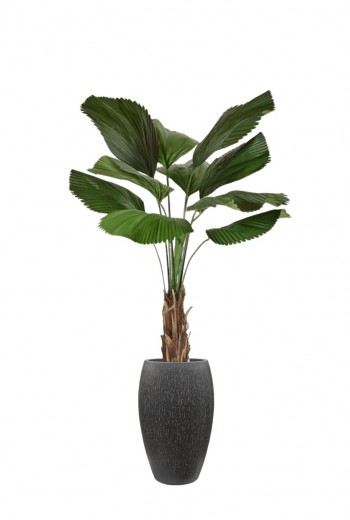 Licuala kunstpalm 140cm Licuala kunstpalm 140cm