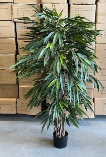 Longifolia promo 150cm Longifolia promo 150cm