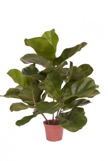 Royal Lyrata kunstplant 45cm Royal Lyrata kunstplant 45cm