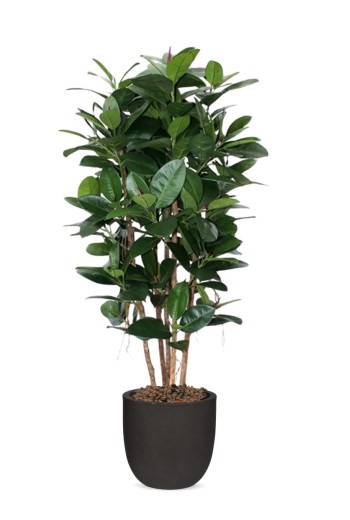 Philodendron Kolom kunstplant 155cm Philodendron Kolom kunstplant 155cm
