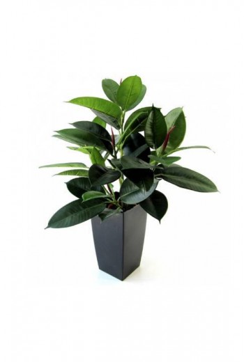 Philodendron Windowplant 50cm Philodendron Windowplant 50cm