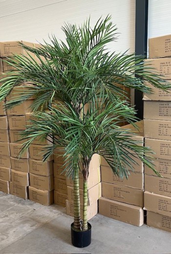 Phoenixpalm x2 promo 210cm Phoenixpalm x2 promo 210cm