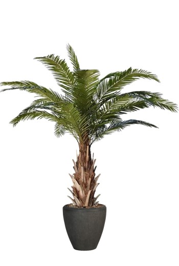 Phoenix Canarie kunstpalm XXL Phoenix Canarie kunstpalm XXL