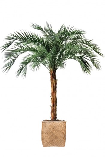 Phoenix Kunstpalm OD Deluxe 225 cm Phoenix Kunstpalm OD Deluxe 225 cm