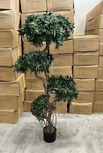 Podocarpus promo 150cm Podocarpus promo 150cm