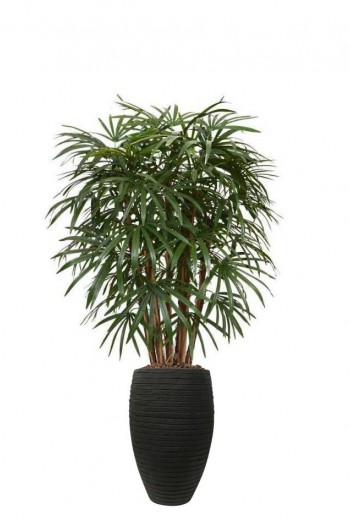 Raphis Palm XL Deluxe 130 cm