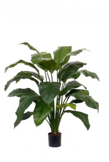 Spathiphyllum 100cm Spathiphyllum 100cm
