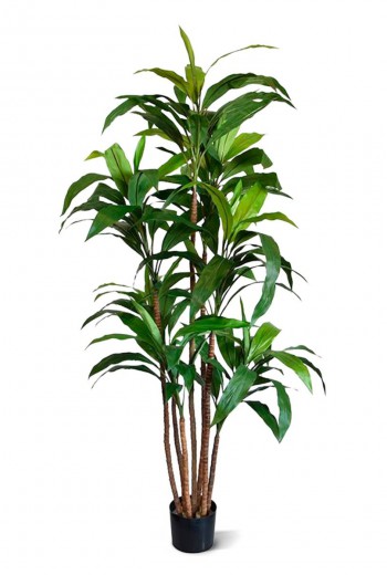 kunst Draceana Fragrans XL  170 cm kunst Draceana Fragrans XL  170 cm