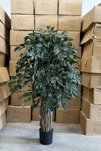 Ficus liane promo 150cm Ficus liane promo 150cm