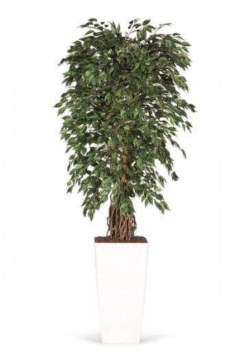 Kunstplant Ficus Hawaii Kunstplant Ficus Hawaii