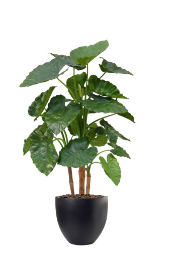 kunst Alocasia de Luxe