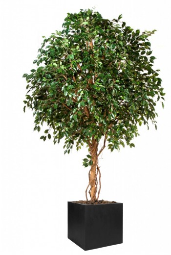 kunst ficus Exotica boom