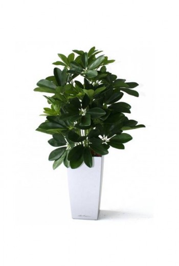 kunst Schefflera kunst Schefflera