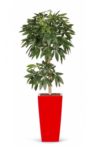 Kunstboom Pachira Kunstboom Pachira