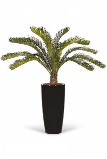 Cycas kunstpalm Cycas kunstpalm