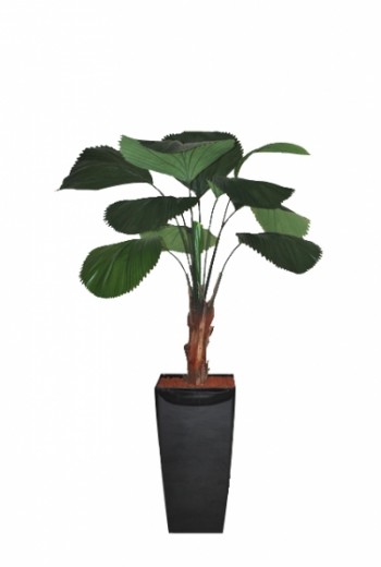 Licuala Grandis kunstpalm Licuala Grandis kunstpalm
