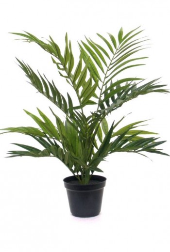 Parlour palm 50cm