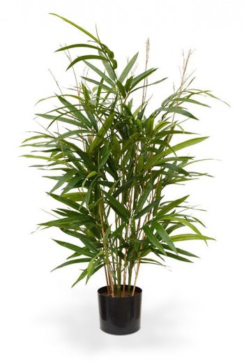 Royal Bamboe 70 cm groen