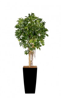 Kunst Schefflera Umbrella Kunst Schefflera Umbrella