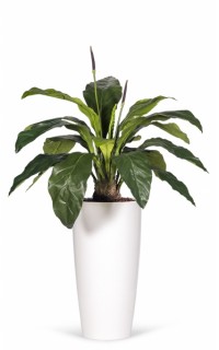 Kunstplant Anthurium Kunstplant Anthurium
