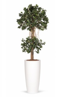 Kunstplant Ficus Panda Kunstplant Ficus Panda