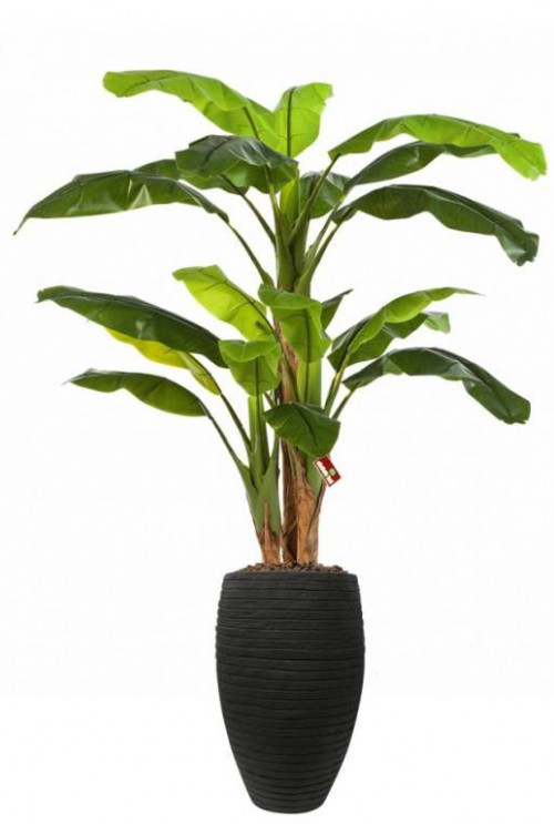 Materialisme elkaar Aanpassen De kunstplant bananenboom x3 koopt u bij De Groot Decoraties