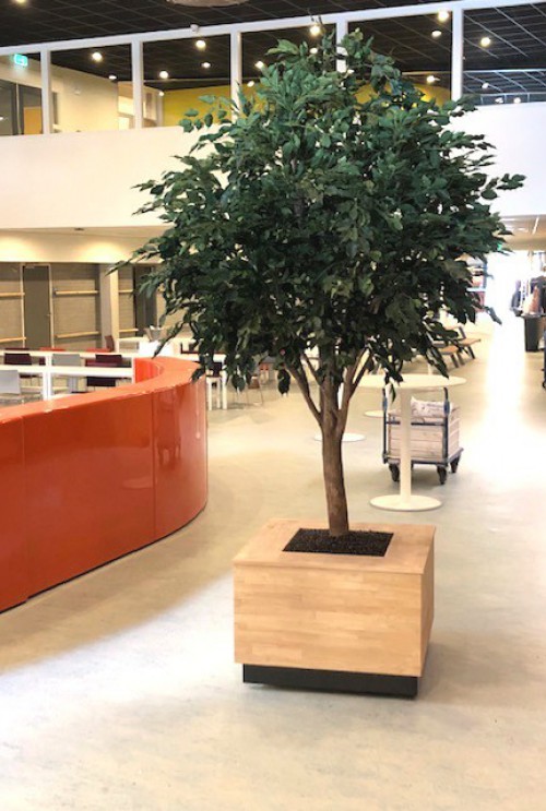 Ficus Exotica Giant 290 kunstboom brandvertragend school