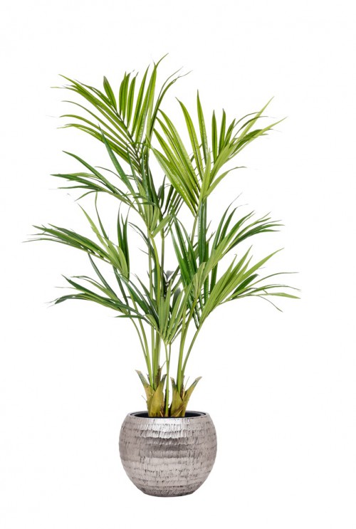 Kentia in Baq plantenbak Kentia in Baq plantenbak