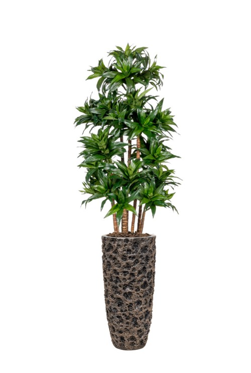 Kunstplant-Dracaena-Fragans-Compacta Kunstplant-Dracaena-Fragans-Compacta