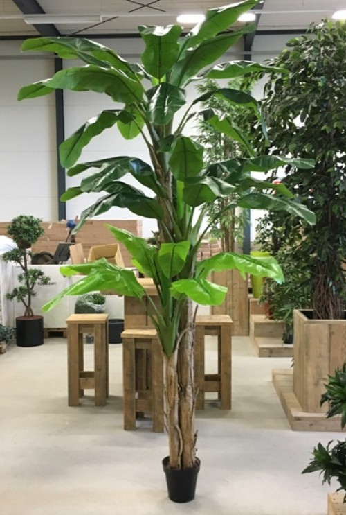 Materialisme elkaar Aanpassen De kunstplant bananenboom x3 koopt u bij De Groot Decoraties